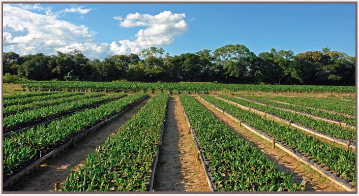 Agronomía