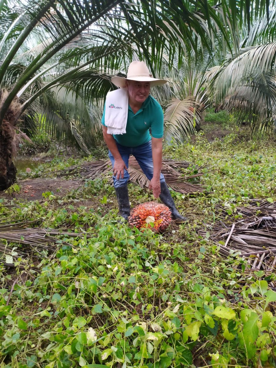 Campesino con sombrero y botas de caucho, sonriendo y señalando un racimo grande de frutos de palma