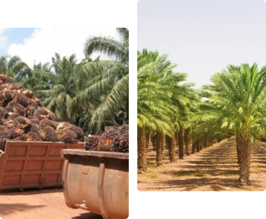 A la izquierda, frutos de palma de aceite apilados en un contenedor; a la derecha, una hilera de palmeras plantadas en un campo.