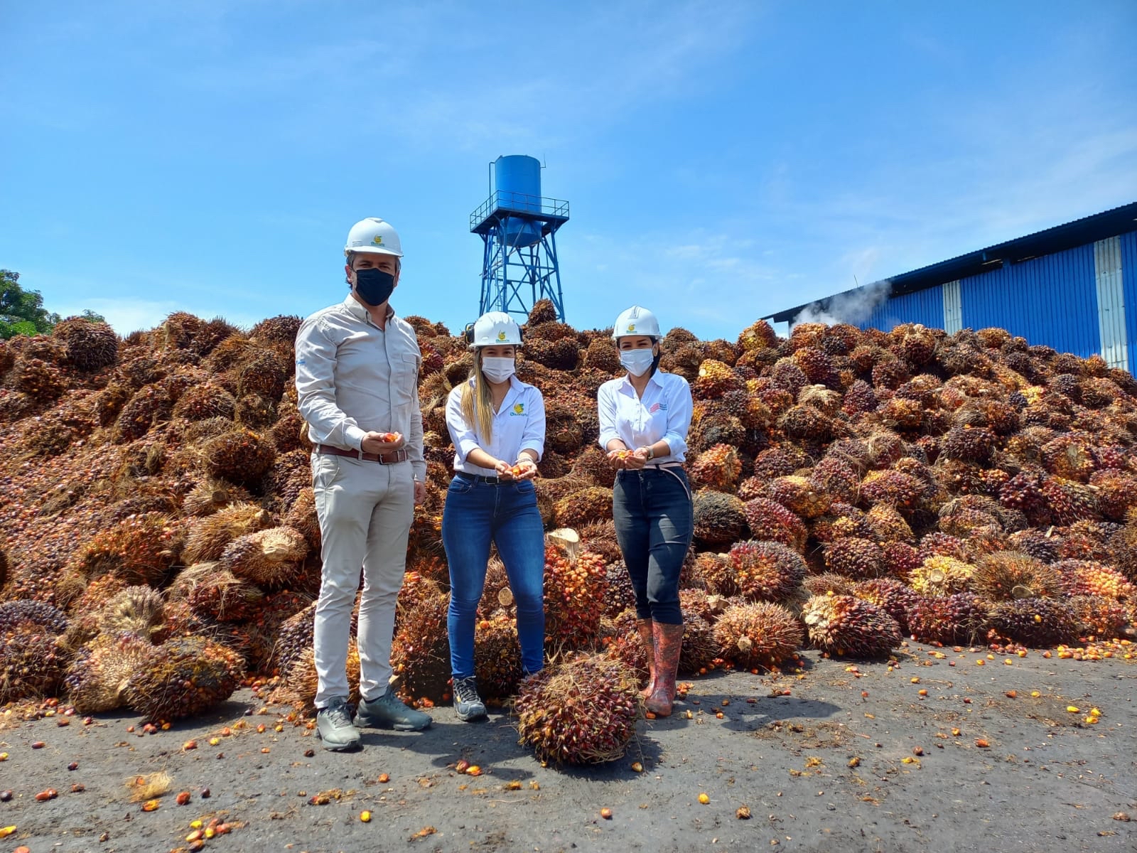 profesionales con cascos de seguridad y tapabocas de pie junto a una montaña gigante de racimos de frutos de palma de aceite.