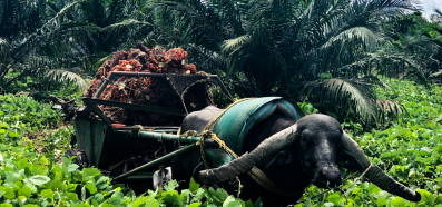 Un búfalo con largos cuernos tira de un carro cargado con racimos de frutos de palma de aceite.