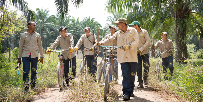 Grupo de siete trabajadores de plantación con bicicletas en un camino rural rodeado de palmeras.