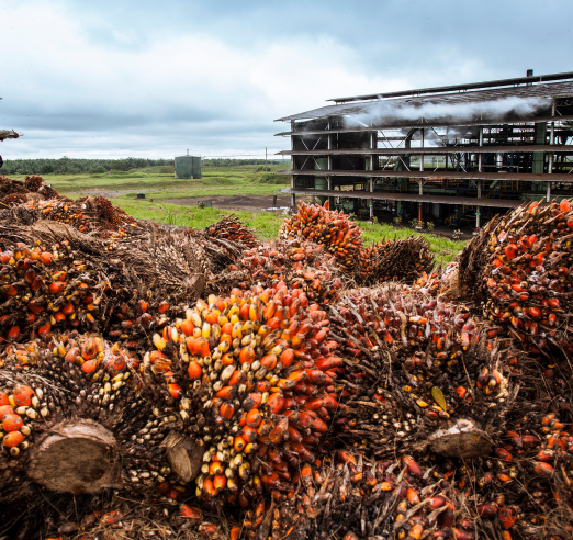 Racimos de frutos de palma de aceite cosechados apilados y listos para su procesamiento, con la planta extractora de aceite de palma de la cual serán llevados, visible al fondo.