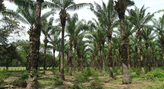 Vista de un denso palmar de aceite con las palmeras maduras alineadas en filas