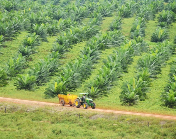 Tractor con remolque en un camino de tierra dentro de plantación de palmas de aceite.