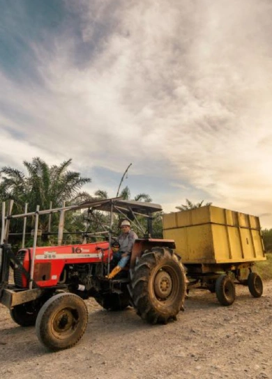 Tractor rojo con remolque en una plantación de palma al atardecer o amanecer, con el cielo iluminado y dramático.