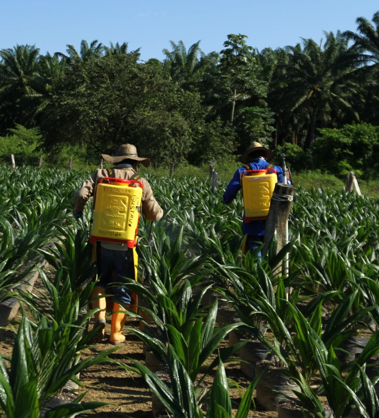 Mantenimiento y cuidado de un vivero o plantación joven de palma de aceite, con trabajadores aplicando tratamientos fitosanitarios.