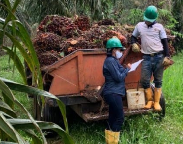 Control de calidad de la cosecha de palma de aceite. Supervisores verificando y registrando la carga de racimos de frutos frescos antes de ser transportados a la extractora.