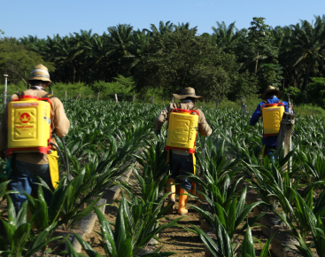 Aplicación de agroinsumos (fertilizantes o productos fitosanitarios) en una plantación de palma de aceite joven, un paso crucial en el manejo agronómico de la explotación.