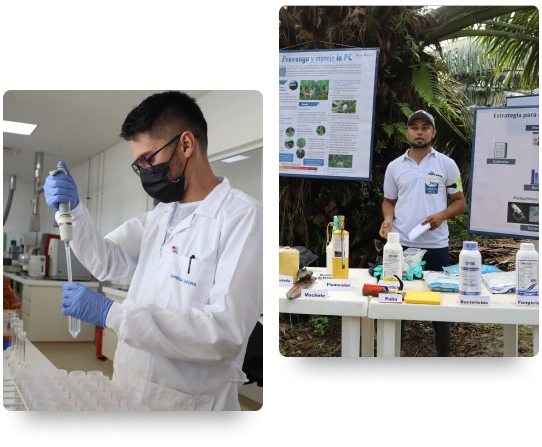 El ciclo de investigación y extensión en la palma de aceite: un científico realizando análisis en el laboratorio para el desarrollo de productos, y un técnico transfiriendo ese conocimiento y las herramientas para el manejo de plagas en el campo.