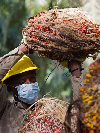 Cosechador manipulando un racimo de frutos frescos de palma de aceite, llevando equipo de protección personal (EPP) como casco y tapabocas durante la jornada de recolección.