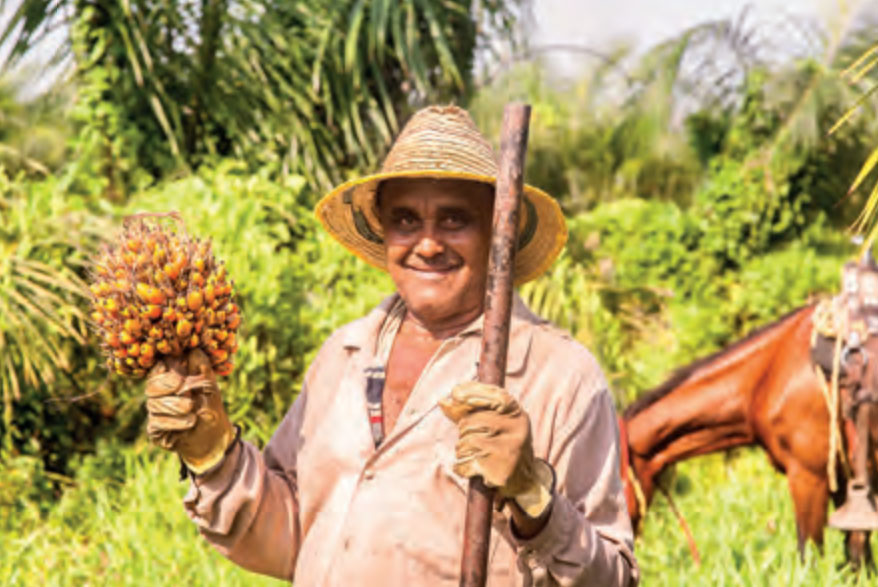 Agricultor sonriente con sombrero de paja sosteniendo fruta de palma aceitera y una herramienta de cosecha