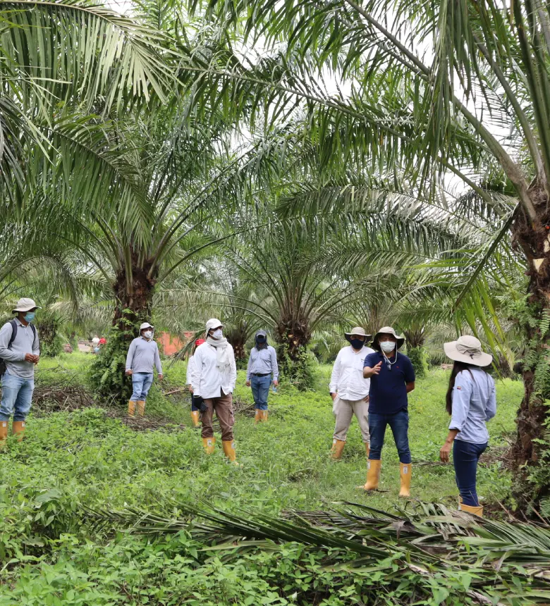 Grupo de personas paradas en un campo cubierto de vegetación bajo las palmeras de aceite.