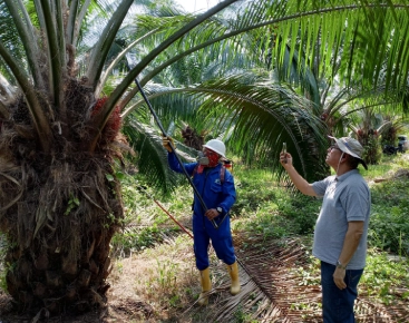 Aplicación de tratamientos fitosanitarios localizados en una palma de aceite para el control de plagas o enfermedades, bajo la supervisión de un técnico o agrónomo.