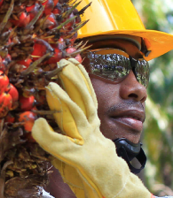 Hombre moreno, con casco y guantes amarillos, y gafas de seguridad, cargando una parte de la palma.