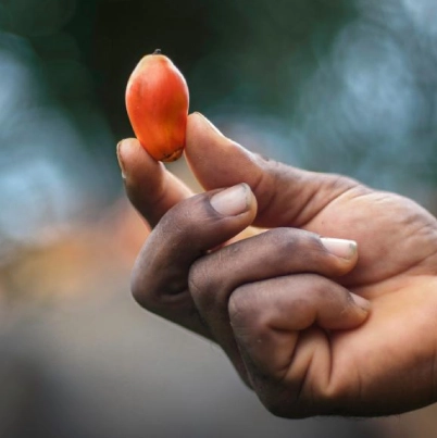 mano sosteniendo un único fruto maduro de palma de aceite