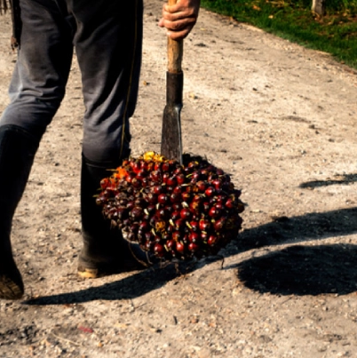 Un agricultor con botas de caucho sosteniendo con la mano una herramienta de corte