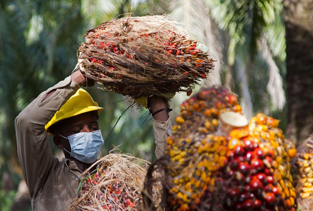 Trabajador con casco y mascarilla levanta un gran racimo de frutos de palma de aceite.