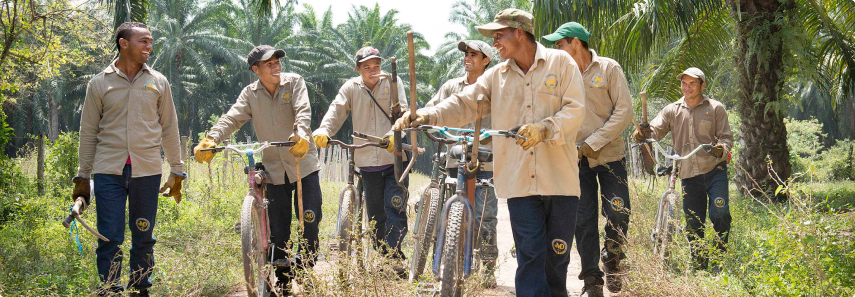 trabajadores de una plantación de palma aceitera, sonriendo y caminando con bicicletas y herramientas entre los árboles.
