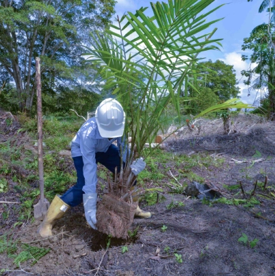 trabajador con casco blanco y botas amarillas plantando cuidadosamente una joven palma de aceite