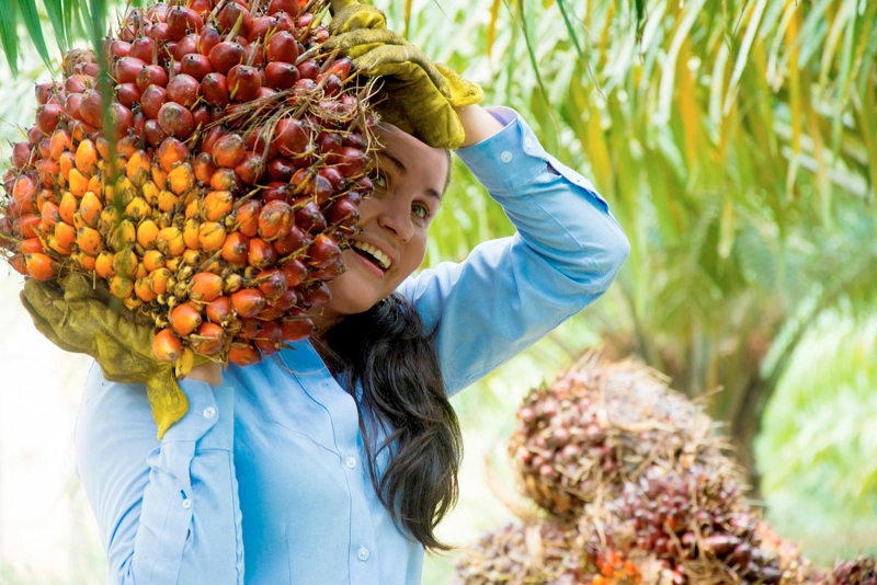 Mujer sonriente en camisa azul sosteniendo un gran racimo cosechado de frutos de palma.