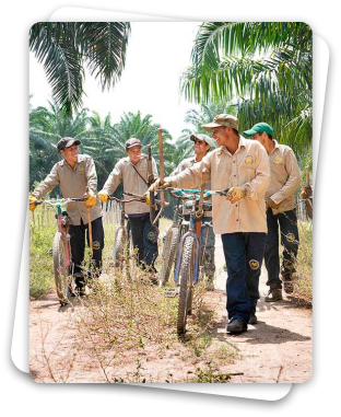 Grupo de trabajadores agrícolas con bicicletas en una plantación de palma, recibiendo instrucciones antes de la jornada laboral