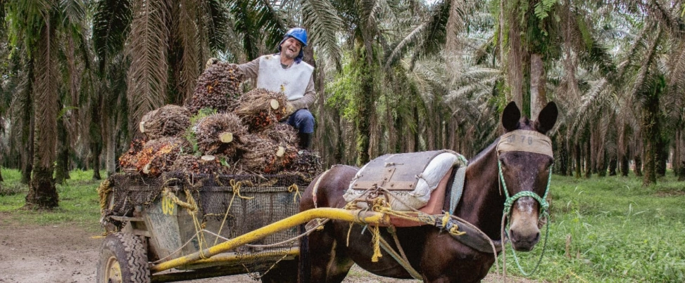 Métodos de transporte de la cosecha de palma de aceite. Logística de recolección de racimos frescos desde el campo hasta la carretera principal o el punto de acopio.