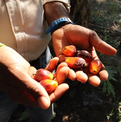 Dos manos sosteniendo varios frutos maduros de palma de aceite