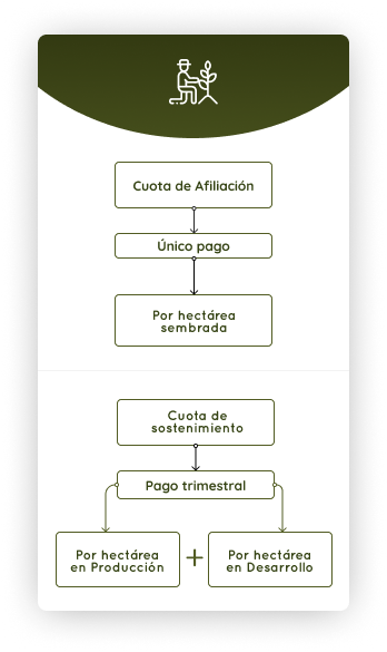 Diagrama de flujo que ilustra dos tipos de cuotas de pago: la Cuota de Afiliación (pago único por hectárea sembrada) y la Cuota de Sostenimiento (pago trimestral que se divide en pago por hectárea en Producción y por hectárea en Desarrollo)