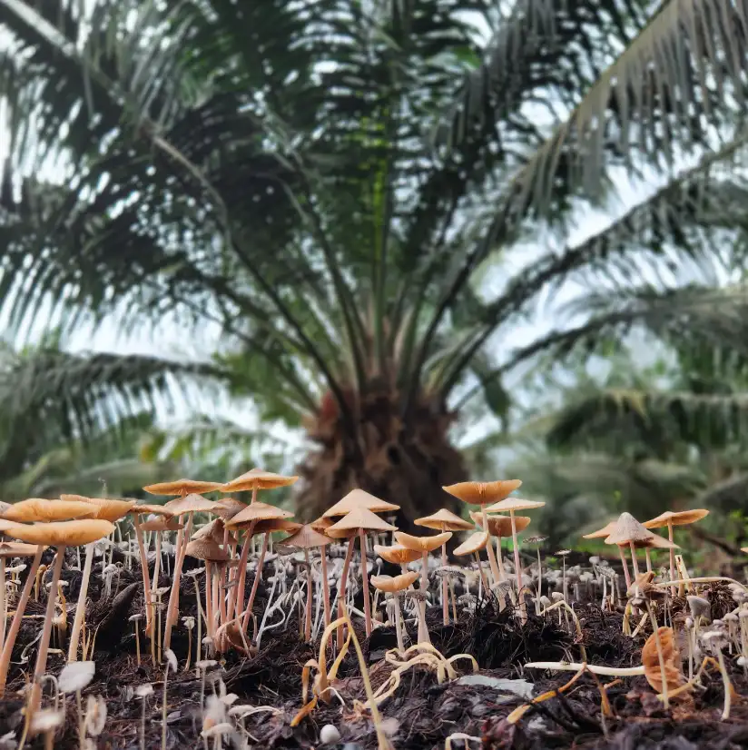 Una colonia de pequeños hongos que brotan de la tierra bajo una gran palma de aceite, ilustrando la vida fúngica en el ecosistema de la plantación.