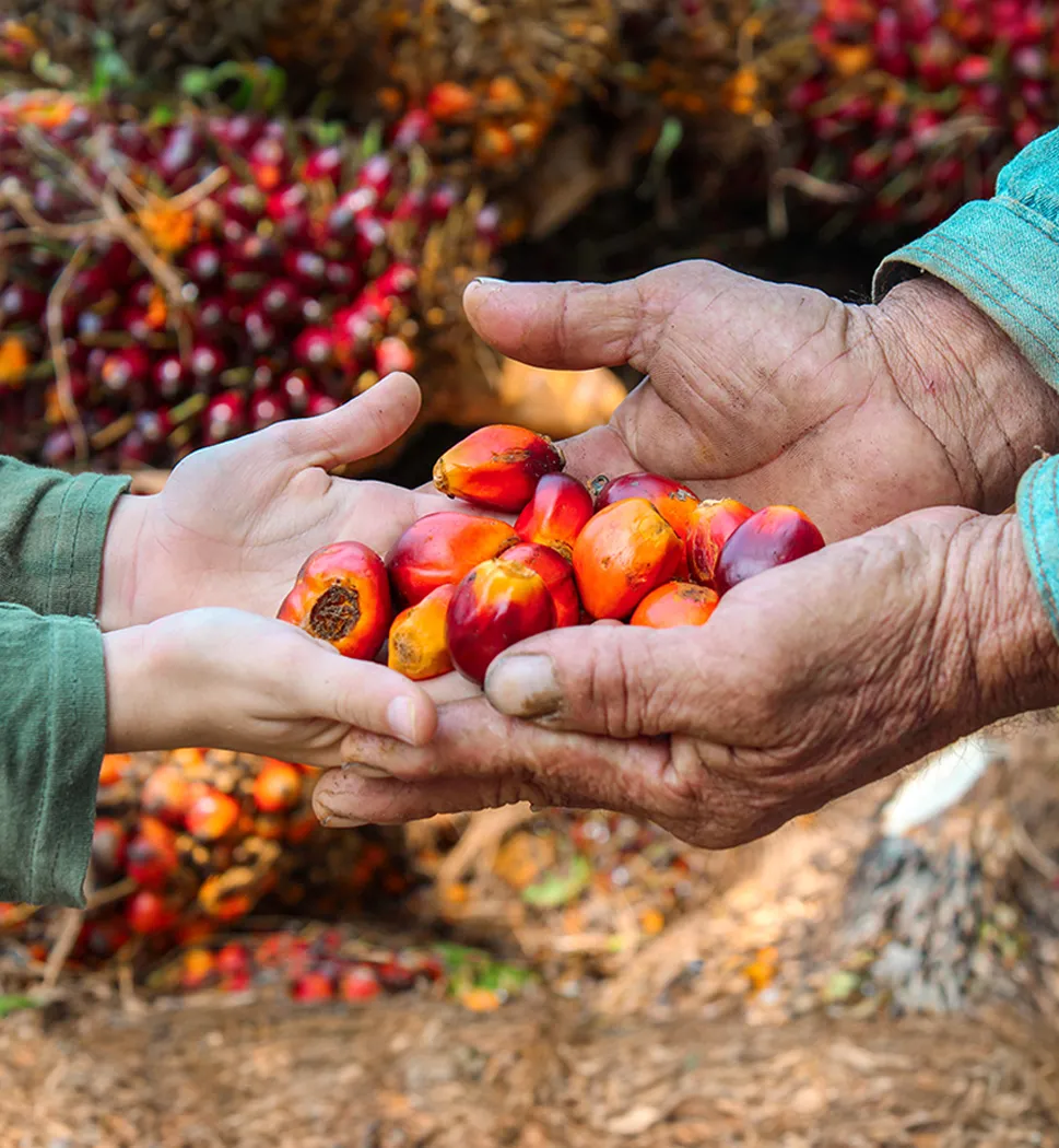 Manos de dos generaciones, un adulto mayor y un joven, comparten una pequeña cantidad de frutos de palma de aceite de color rojo intenso y naranja, simbolizando la transferencia de la cosecha o el conocimiento.