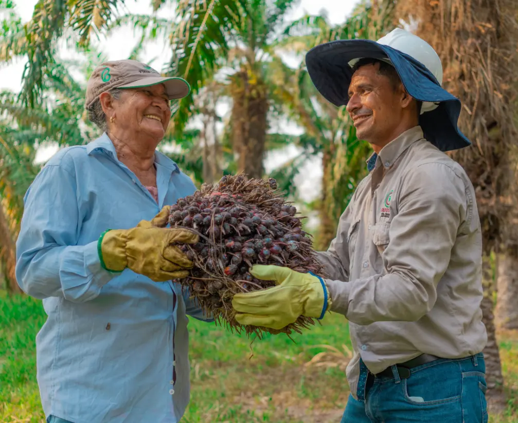 Dos agricultores sonrientes sostienen un racimo de frutos de palma de aceite en una plantación