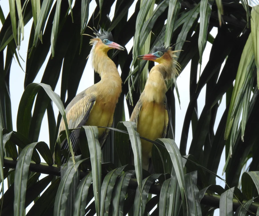Dos garzas capirotadas de cuello amarillo con crestas azules posadas en las hojas de una palma.