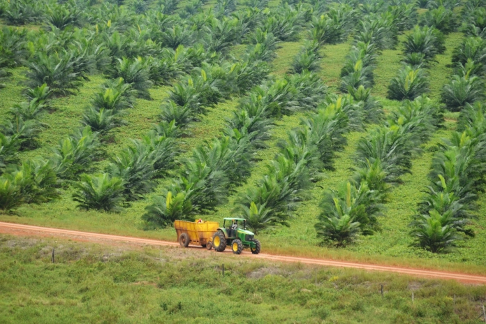 Extensa plantación de palmas aceiteras con un tractor transportando carga por el camino principal.