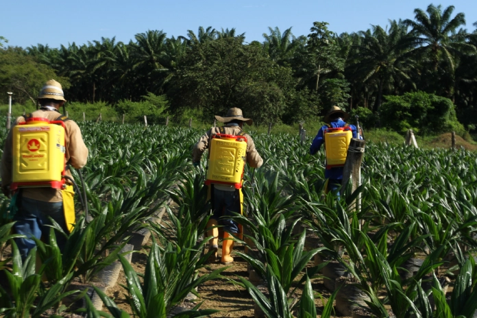 Personal agrícola utilizando fumigadoras de mochila para tratar las plántulas de palma aceitera en un campo