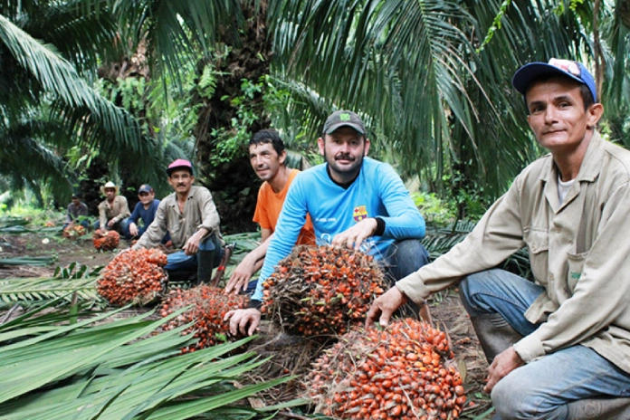 Cosechadores de palma aceitera posando junto a la fruta recién cortada en una plantación tropical
