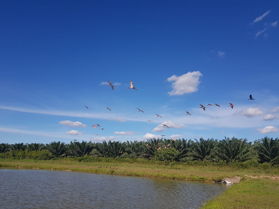 FOTO SOSTENIBILIDAD PALMERA