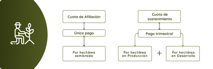 Diagrama de flujo mostrando la Cuota de Afiliación como pago único por hectárea sembrada y la Cuota de Sostenimiento como pago trimestral por hectárea en Producción más hectárea en Desarrollo.