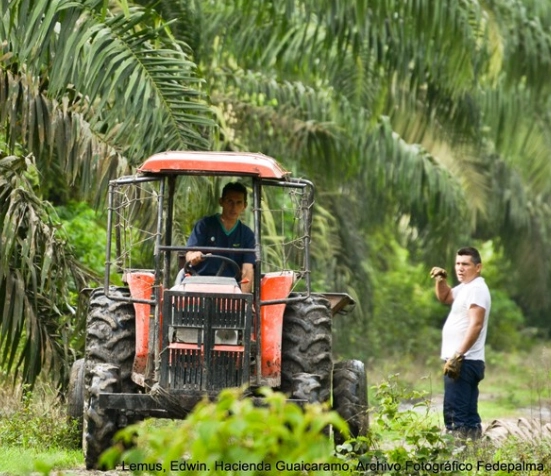 Dos agricultores en una plantación de palma, uno conduciendo un tractor rojo y otro a su lado dando una indicación. Lemus, Edwin. Hacienda Guaicaramo, Archivo Fotográfico Fedepalma.