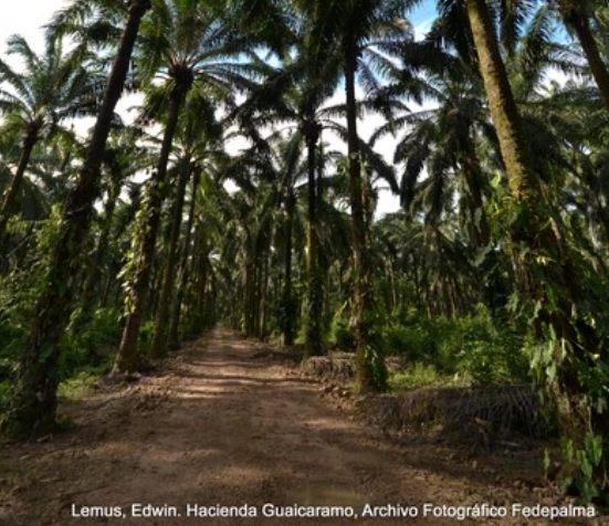 Camino de tierra a través de una densa plantación de palmas de aceite con troncos altos