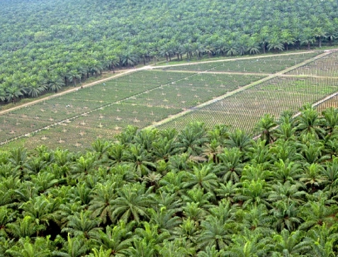 Plantación de palma aceitera a gran escala vista desde el aire, mostrando la división entre palmas maduras y campos de siembra joven.