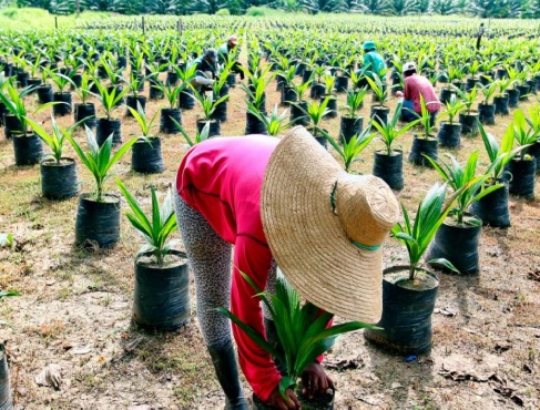 Trabajadores agrícolas plantando o manteniendo plántulas de palma aceitera en un vivero al aire libre.