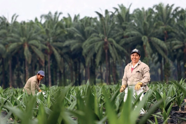 trabajadores agrícolas sonríen mientras están de pie en una fila de plántulas de palma de aceite