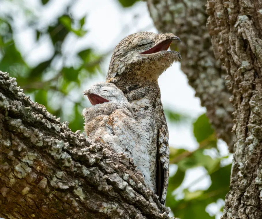 Un urutaú o pájaro potoo (familia Nyctibiidae) adulto y un polluelo camuflados con las bocas abiertas sobre la rama de un árbol.