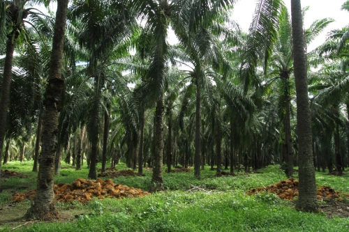 Plantación de palma de aceite con buen manejo del sotobosque y evidencia de fertilización o uso de raquis (residuo orgánico) en las bases de las palmeras.