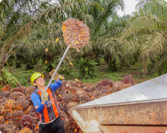 Un hombre con un casco amarillo y una camisa de manga larga azul y naranja está recogiendo frutos de palma aceitera del suelo