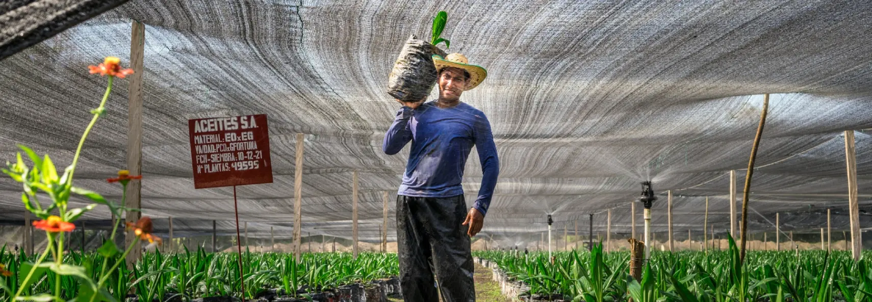 Obrero en un vivero de palma, transportando una plántula de palma joven bajo una cubierta de malla protectora.