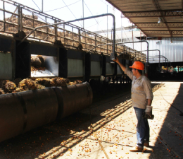 Persona con casco naranja operando maquinaria de procesamiento de racimos de palma de aceite en una planta.