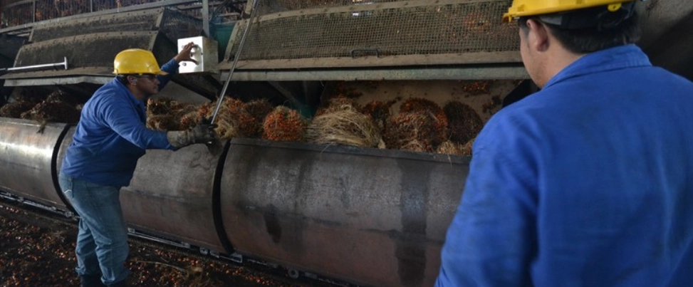 Dos operarios de una planta de procesamiento de aceite de palma, vestidos con uniformes azules y cascos de seguridad amarillos, supervisan la carga de racimos de fruta fresca de palma (FFB) en una gran máquina o transportador industrial