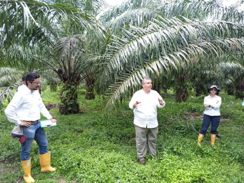 El CEPV tiene un lote de clones de palma de aceite de Tumaco y Puerto Wilches que, aparentemente, cuenta con aspectos favorables para la enfermedad de la PC